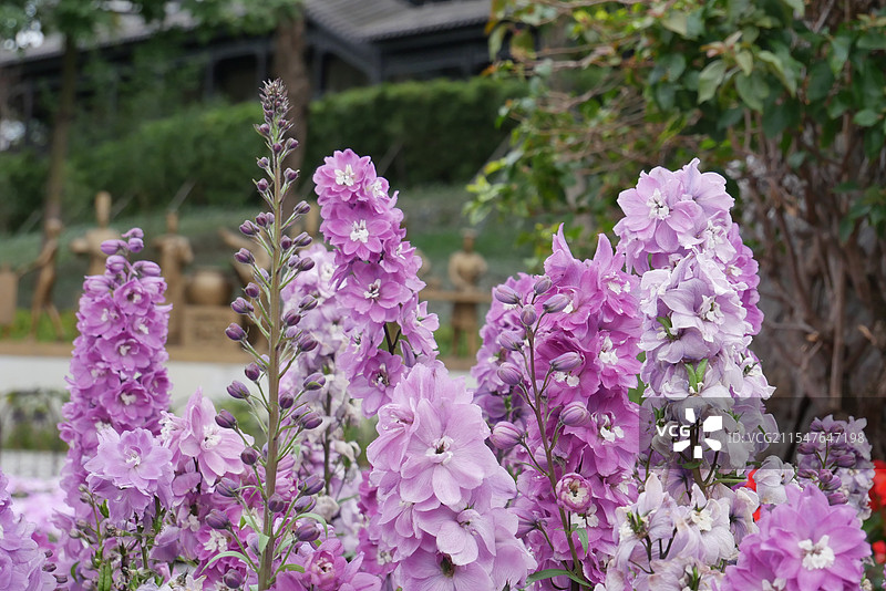 金鱼草图片素材