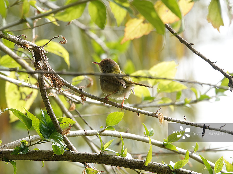 长尾缝叶莺图片素材