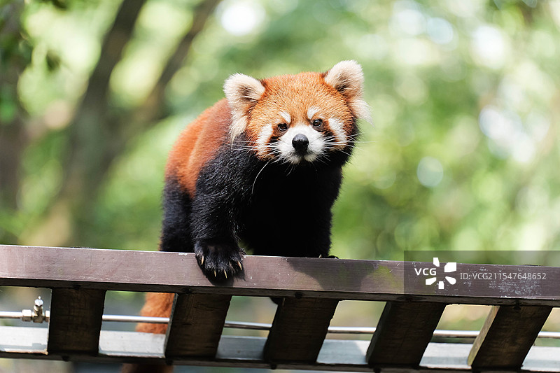 杭州动物园小熊猫乖乖正面特写图片素材