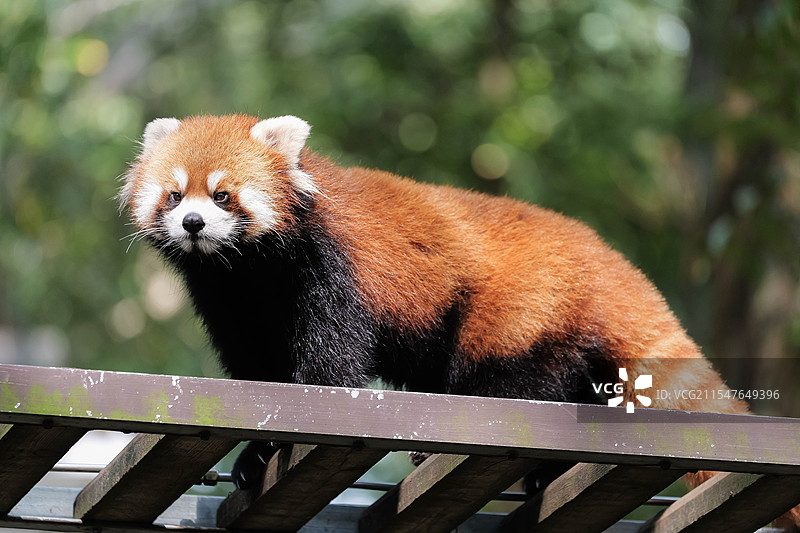 杭州动物园幼年小熊猫月饼走天桥图片素材