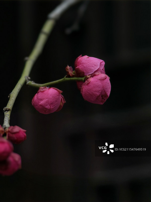 红色腊梅图片素材