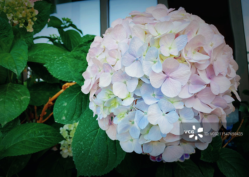 双色绣球花图片素材