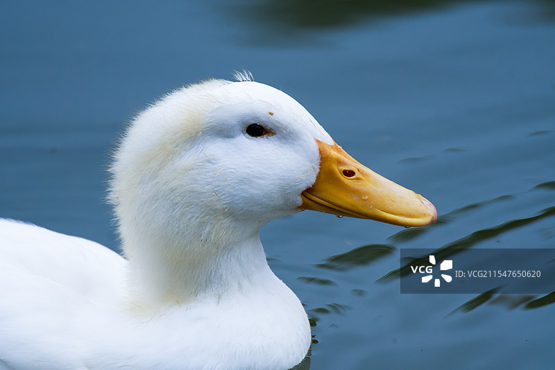 白鸭嘴部特写图片素材