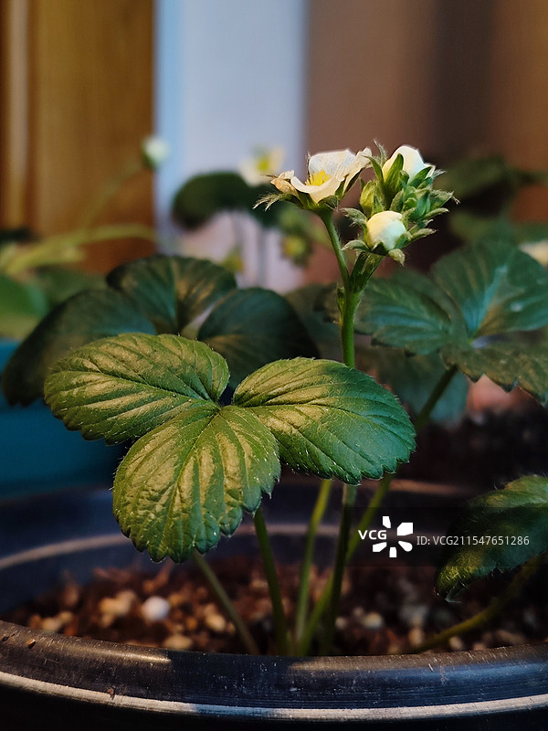 草莓苗图片素材