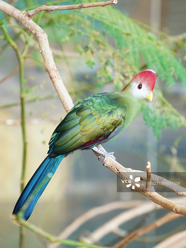 栖息在树枝上红冠蕉鹃图片素材