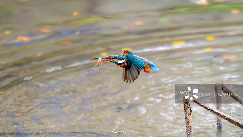 飞鸟叼鱼图片素材
