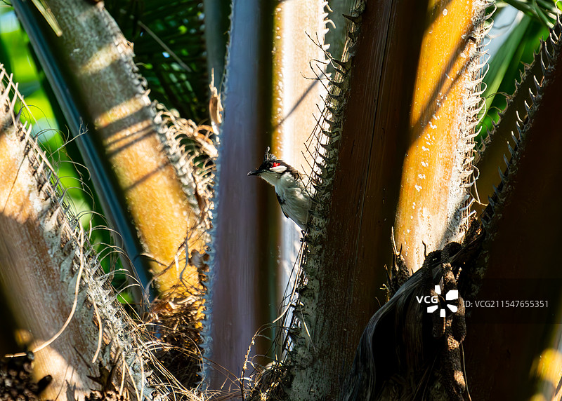 白喉红臀鹎藏匿于棕榈树中的自然景象图片素材