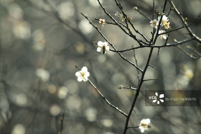 冬天梅花盛开图片素材