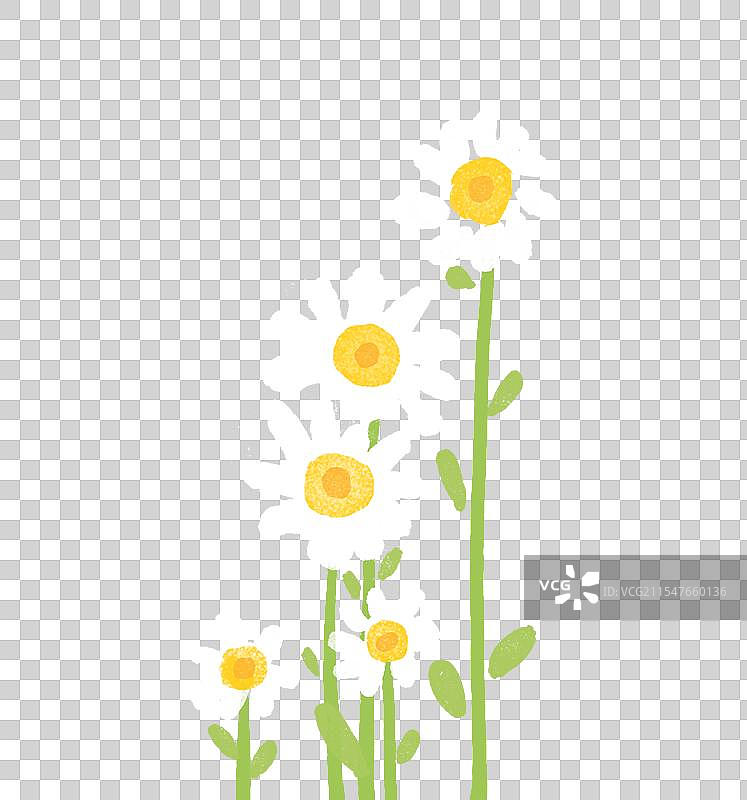 手绘花朵清新风格插画-小雏菊图片素材