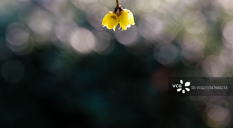 腊梅花为主题的光斑背景图片素材