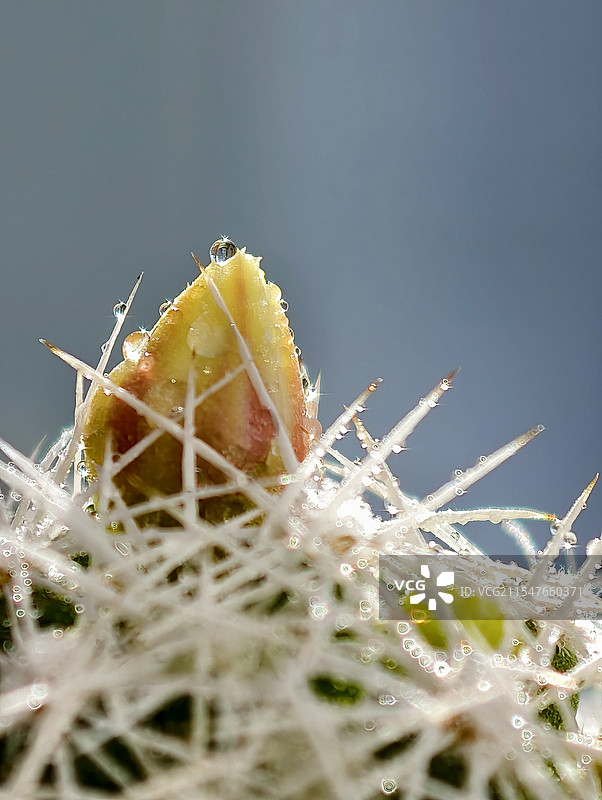 喜迎春·花咕嘟图片素材