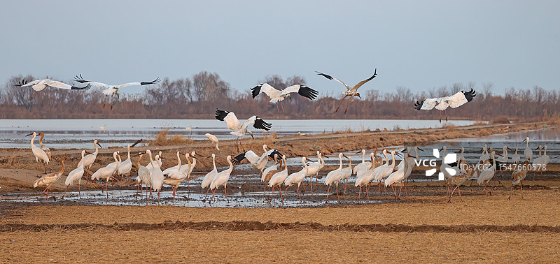 鄱阳湖越冬的白鹤图片素材