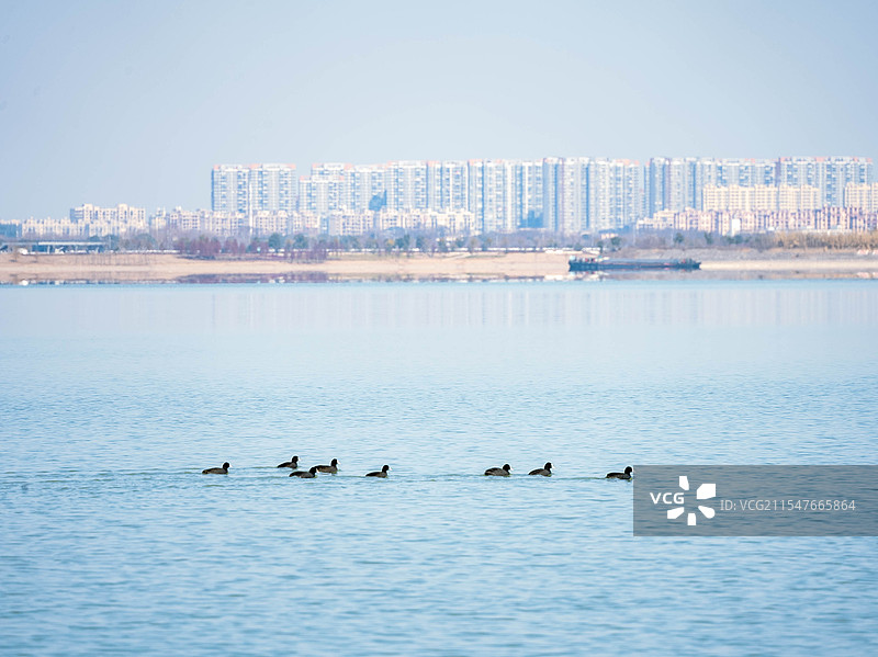 固城湖的鸟图片素材
