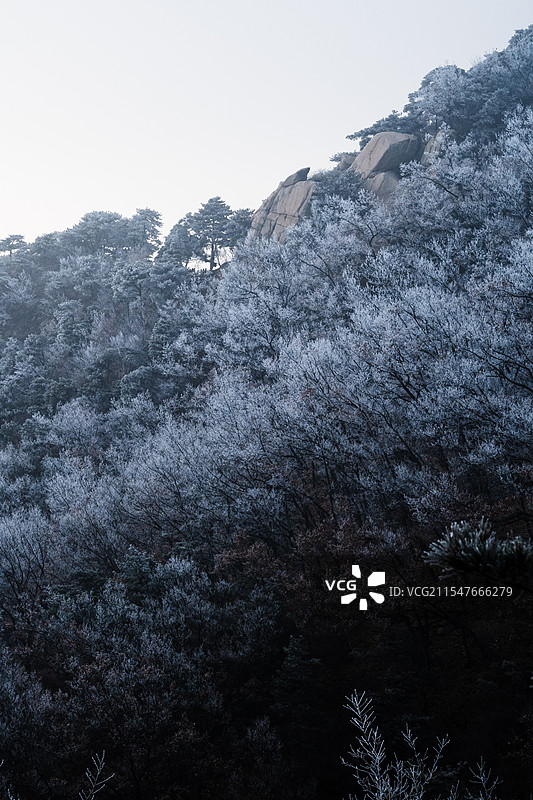 山东新泰新甫山中雾凇绝景图片素材