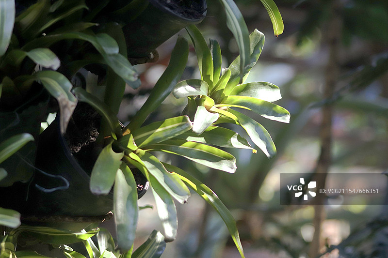 南宁植物园图片素材