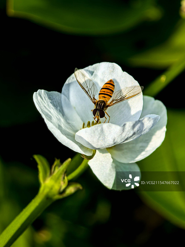 蜜蜂在花上的特写镜头图片素材