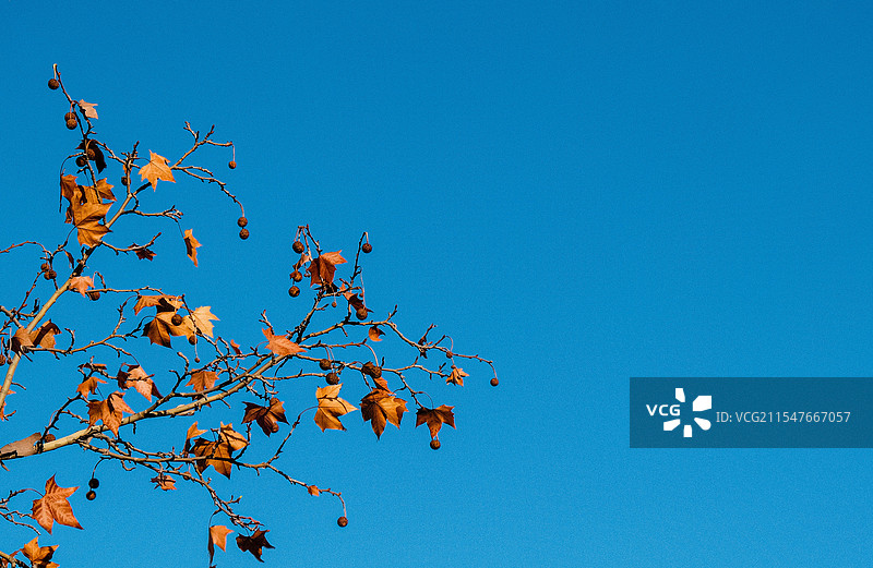 蓝天下的悬铃木图片素材