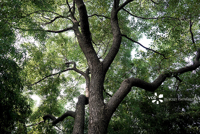 万物生长 参天大树图片素材