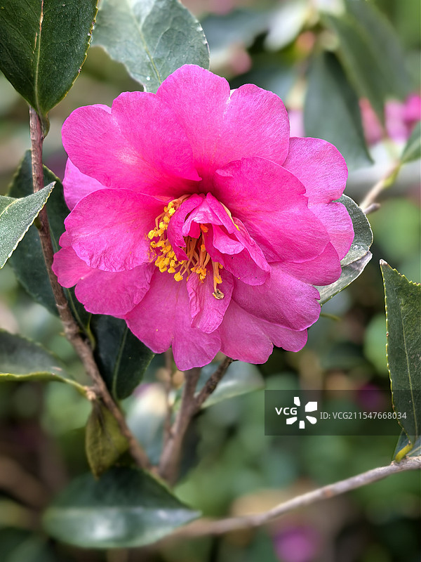 上海植物园漂亮的粉色山茶花图片素材