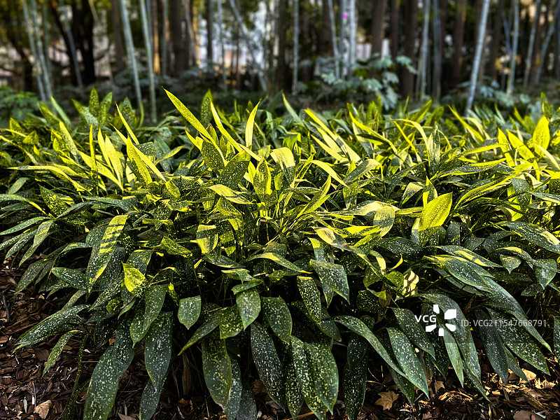 上海植物园的绿色叶兰美景图片素材