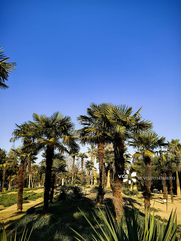 上海植物园的棕树林美景图片素材