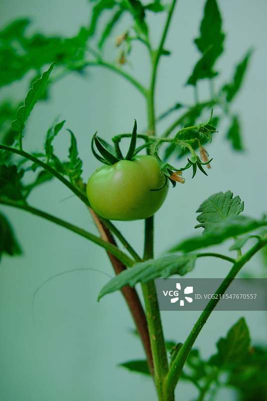 青西红柿。青番茄。还没成熟的西红柿。年轻的番茄图片素材