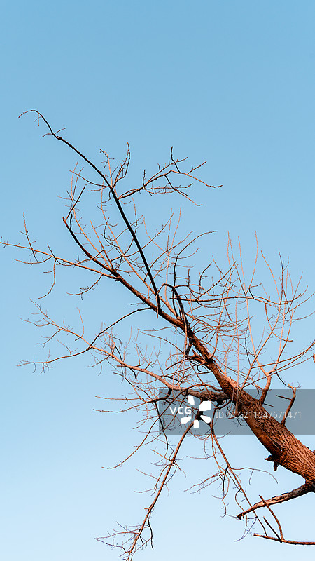 冬季日落时分的枯树图片素材