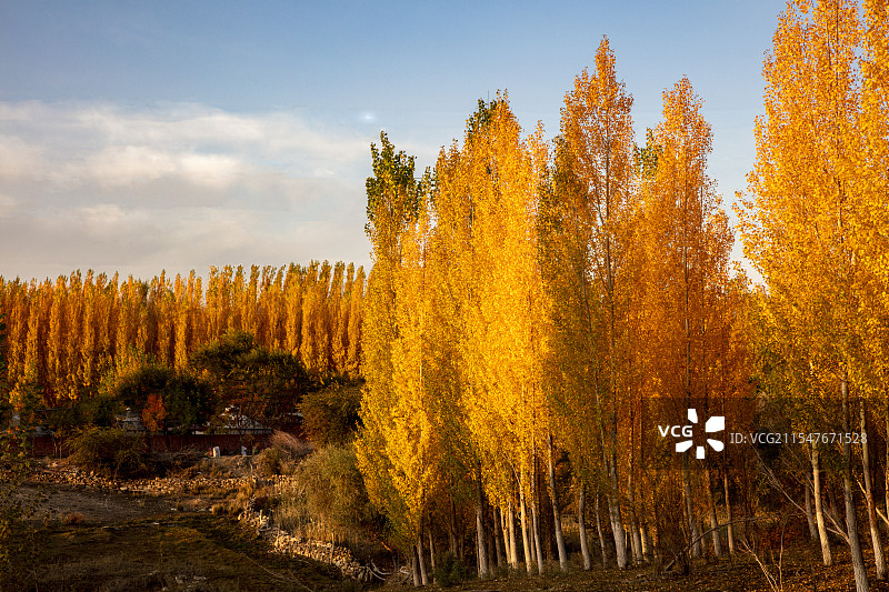 晨光中的杨树林图片素材