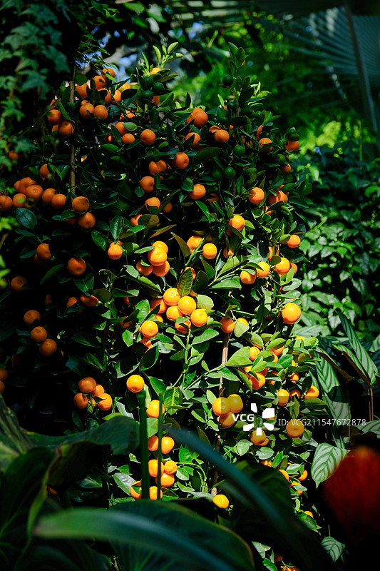 金桔树图片素材