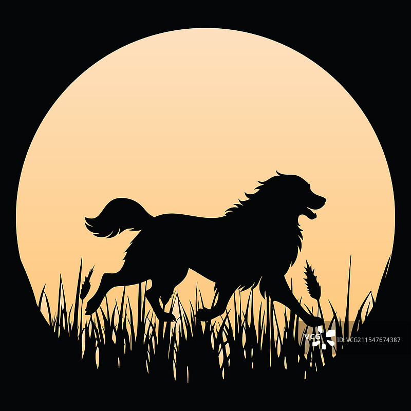 莱昂伯格犬与复古日落图片素材