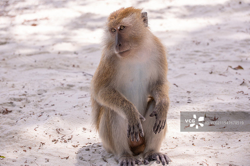 沙滩上的猕猴图片素材