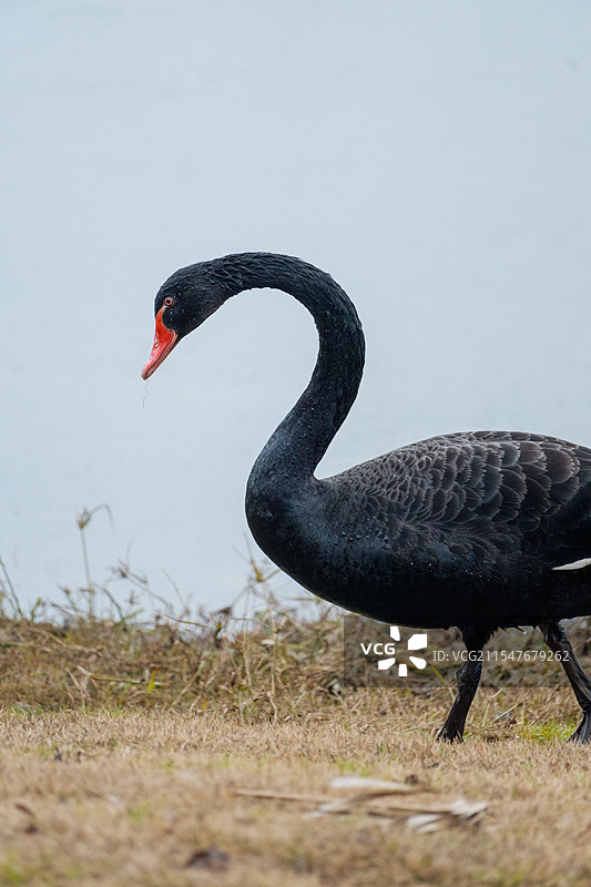 天府美术馆的黑天鹅图片素材