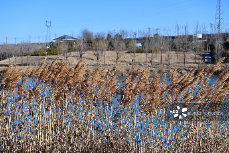 芦苇，河南鹤壁农村图片素材