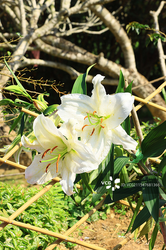 深圳仙湖植物园的百合花图片素材