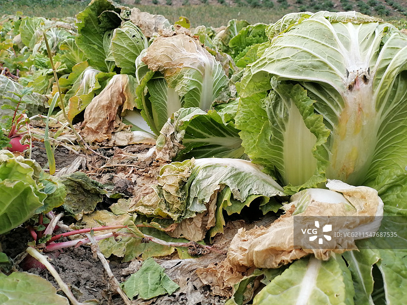 菜地里生长的白菜图片素材