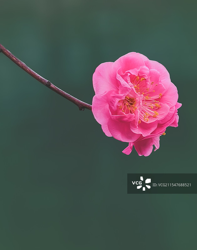 "孤芳自赏：粉红花朵的静谧之美"图片素材