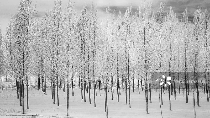 美妙雪景图片素材