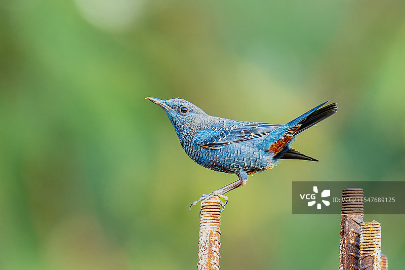 蓝矶鸫图片素材