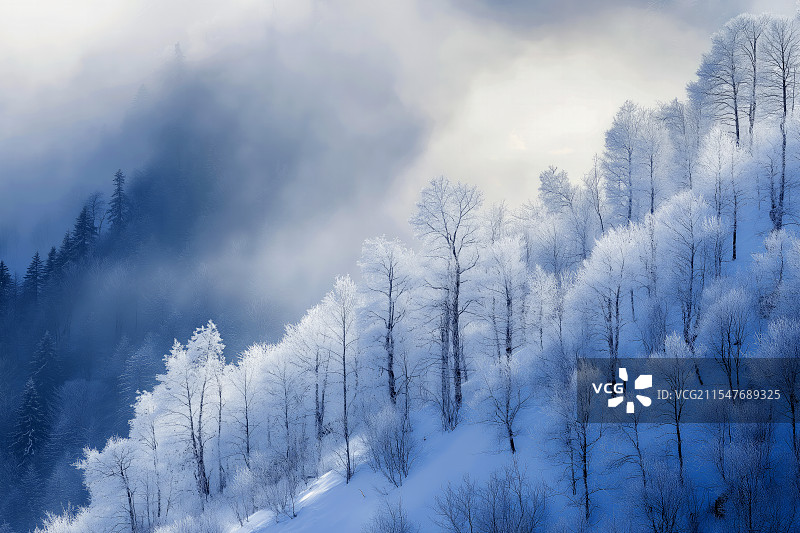 在这张图片中，一片壮丽的冬季森林展现在眼前。高大的松树被厚厚的积雪覆盖，树枝上挂满了晶莹的霜花，显得图片素材