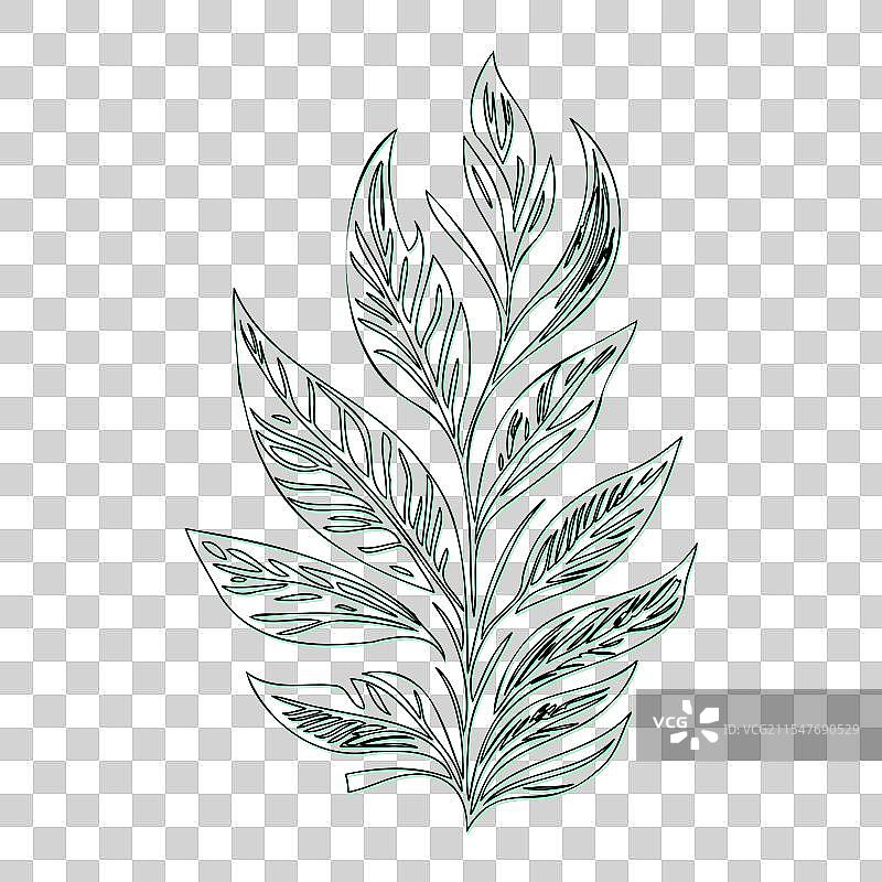绿叶灰花轮廓草图图片素材