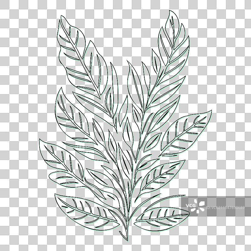 绿颜色的灰烬花轮廓草图图片素材