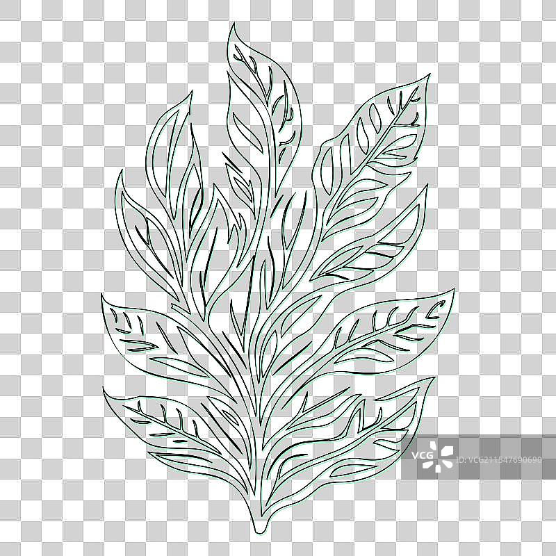 绿颜色的灰烬花轮廓草图图片素材