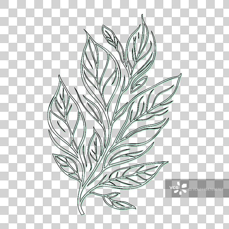 绿颜色的灰烬花轮廓草图图片素材