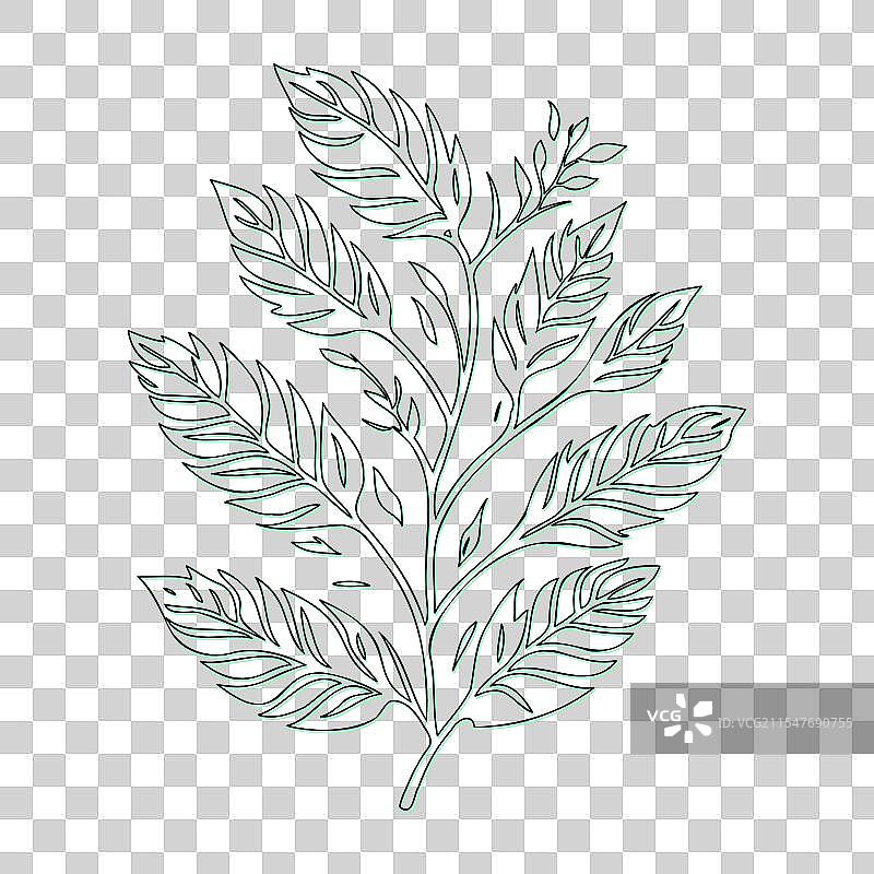 绿叶灰花轮廓草图图片素材