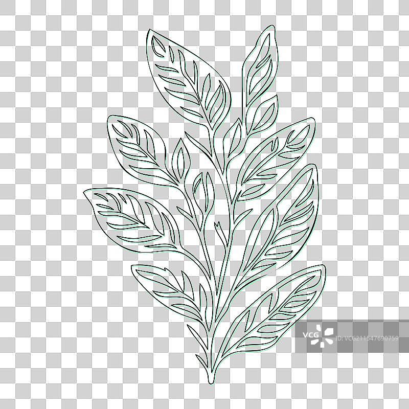 绿颜色的灰烬花轮廓草图图片素材
