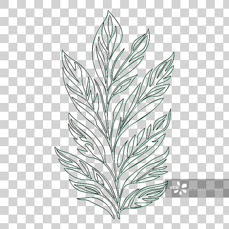 绿颜色的灰烬花轮廓草图图片素材