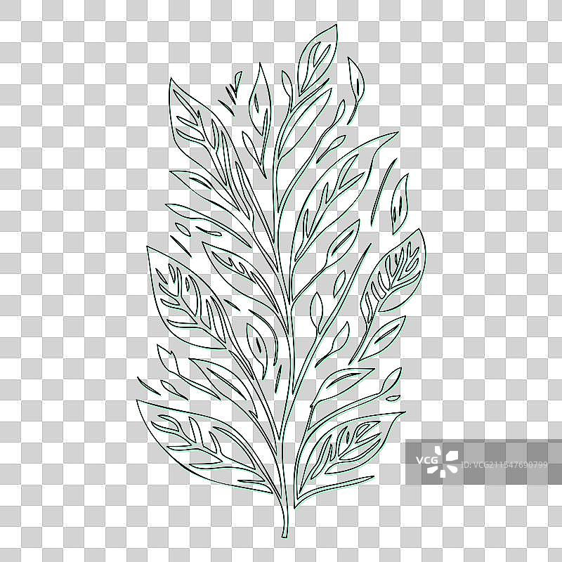 绿颜色的灰烬花轮廓草图图片素材