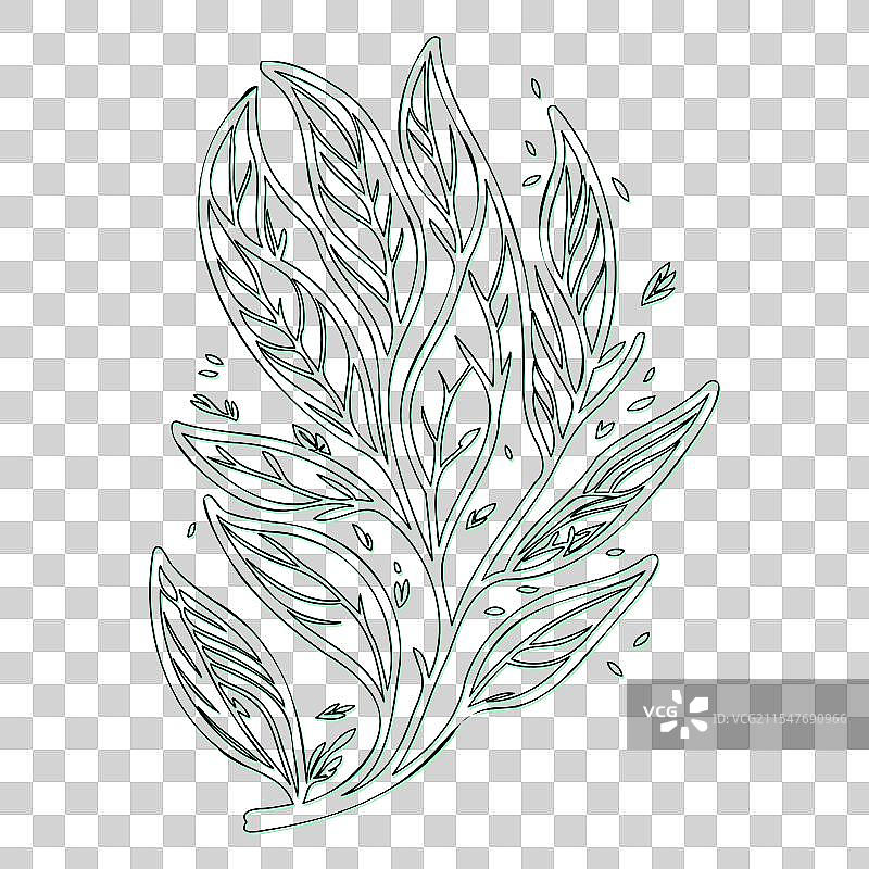 绿颜色的灰烬花轮廓草图图片素材