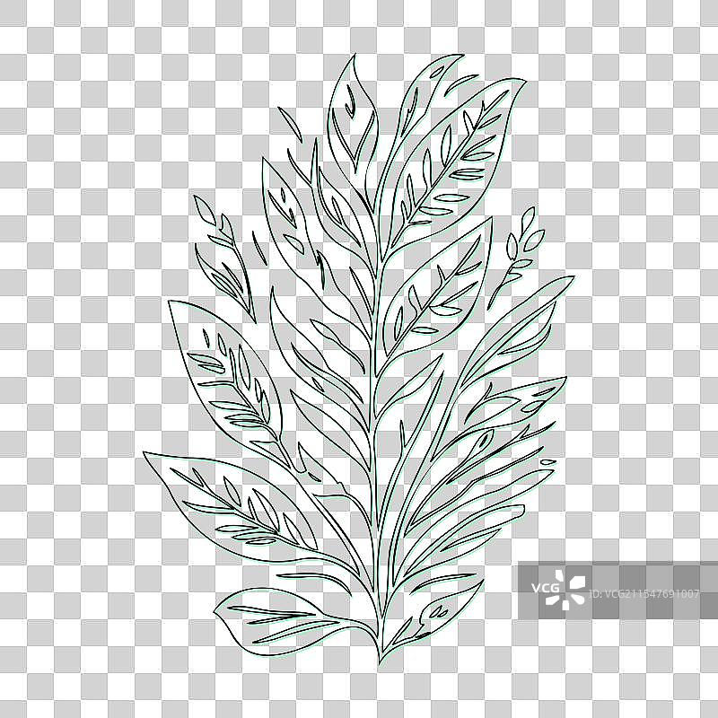 绿颜色的灰烬花轮廓草图图片素材