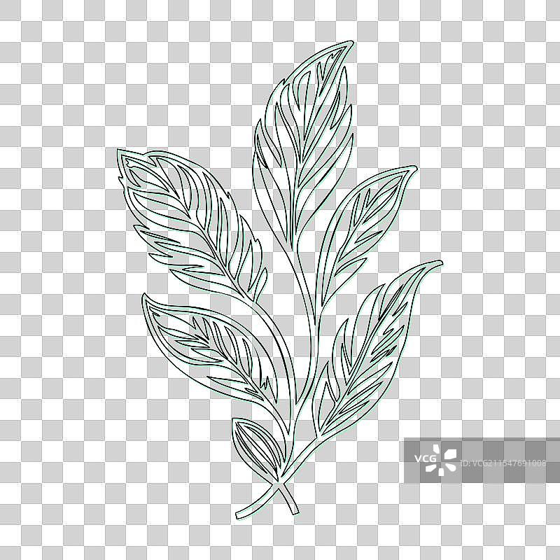 绿颜色的灰烬花轮廓草图图片素材